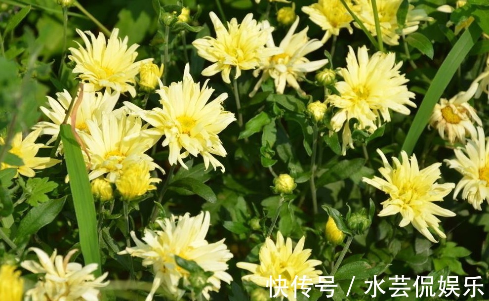 菊花|只需五个步骤,轻松让菊花四季都开花,爆盆不断,枝繁还叶茂!