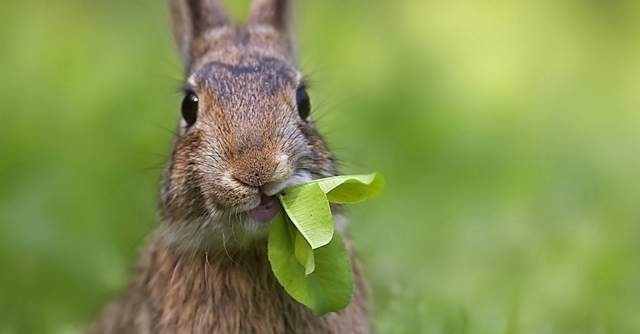 经典|俗语“兔子不吃窝边草”,经典其实都在后半句,然而很少有人知道