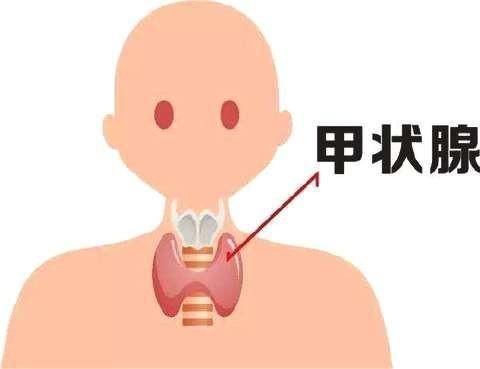 甲状腺|一饿就“心慌手抖”？身体可能出了三个问题