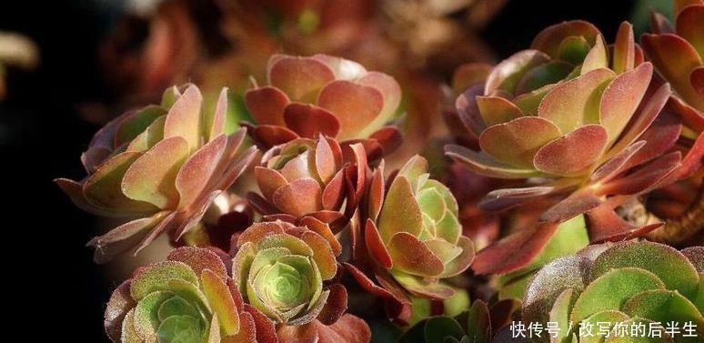 夏天|夏天室内养多肉好处多,度夏省心,但要注意3件事,不然还是会挂!