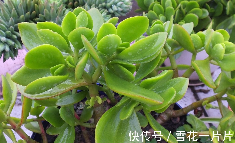 您家里的玉树开花吗,几个步骤,玉树养成老桩,年年开花爆盆