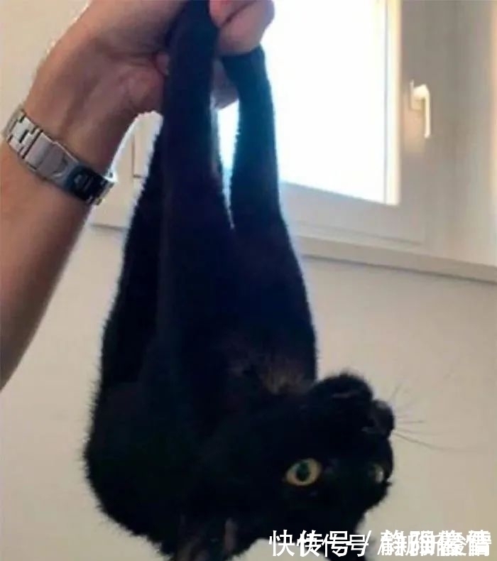 插画$插画家画了几只猫,被网友吐槽瞎画,放上原照后,人们直接无语