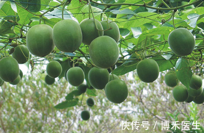 清喉利咽|罗汉果的功效与作用有哪些