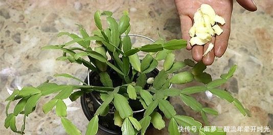 蒜泥|厨房里的1种调味料，用来养花，花苞呼呼长，养一盆旺一盆！