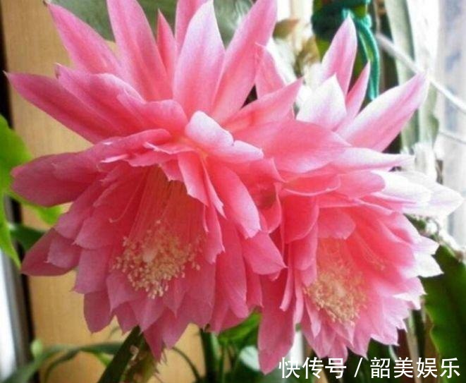 魔力|想要一个小花园,不妨在阳台种植这四款花,太阳晒晒成花海