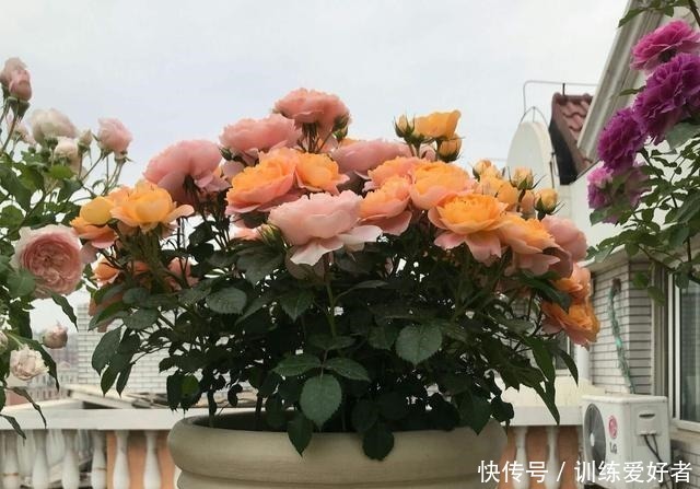 横拉月季|月季呼呼“冒笋芽”,4招护理好,条条枝粗壮,开花成倍翻!