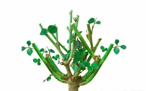 家里养有六种花卉的,可别忘了掐心,越掐爆盆越快,开花越多