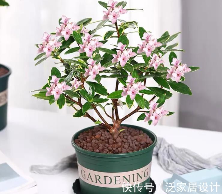 花卉|此花太好看了，真正的“花叶俱美”，现在养起来是真合适