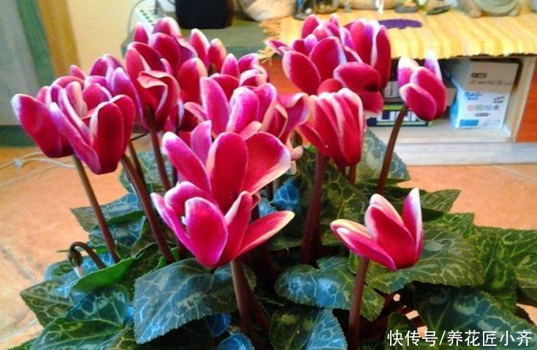 碱性|7种花如果不生长,米醋每月浇一“壶”,恢复生长,叶子绿油油