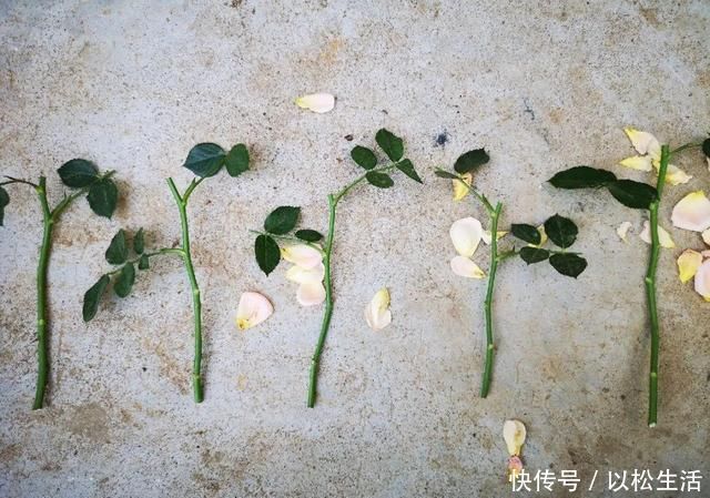 6月,最适合扦插的花,一插就活,大白根冒疯了