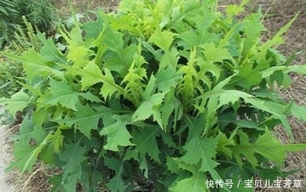 疮疖肿毒|夏天常吃它们,可活血祛瘀,降脂减肥,还健胃明目,别再错过了