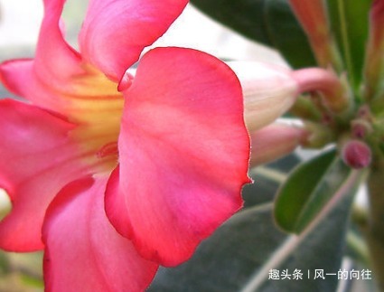 这3种花不能惯着,越是不管越能轻松长爆盆,开出花朵美极了