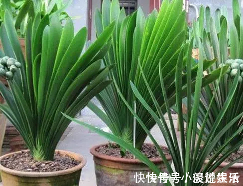 君子兰花芽|君子兰吃“2种零食”,冒出6对“网格叶”,开花鲜艳、硕大