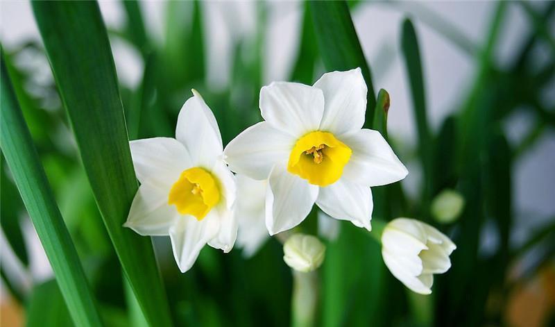 新手养4种花,开花香味大,花量足,放在家里还好看
