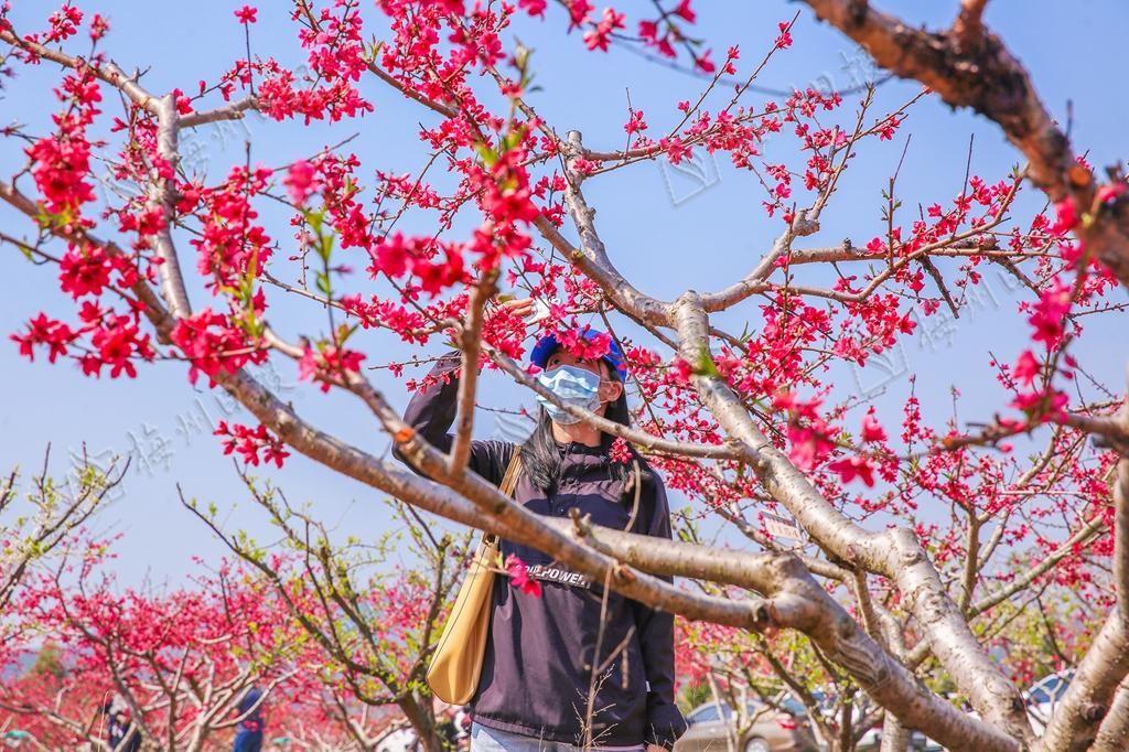 广东蕉岭：万株桃花灼灼开，来邂逅最美春光！