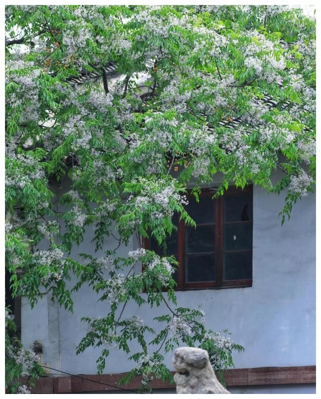 苦楝花开：初夏，难忘那一抹淡紫的苦香