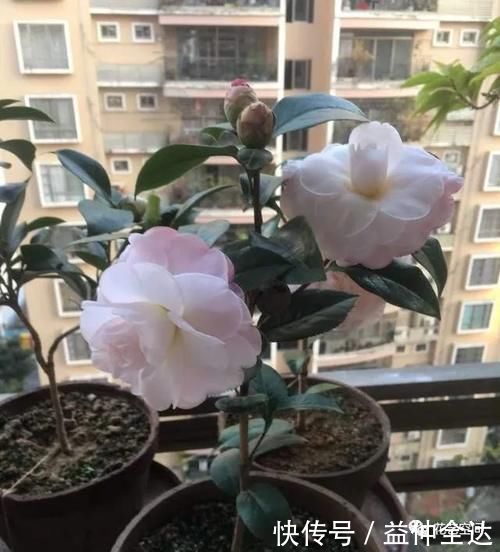 杜鹃花|这三种花,生来就是“醋坛子”,每月喝一口,枝繁叶茂,花开不断