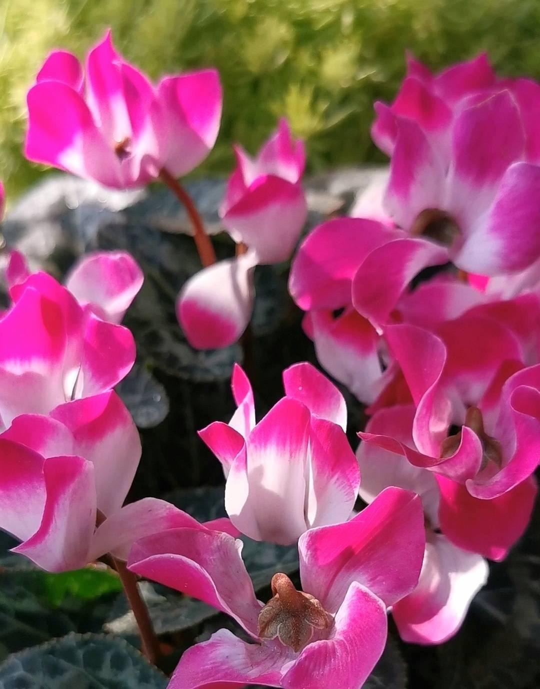 适合冬季养的“3种花”,天天有花可看,越冷花越艳、吉祥又美丽