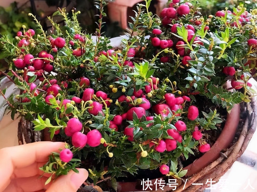 放阳台最“养眼”的6种盆栽,特别是最后一种,长得漂亮自带仙气