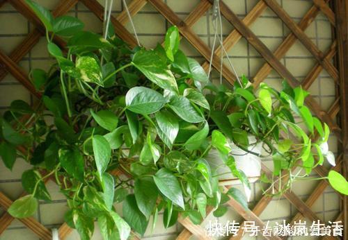 花花|卧室养花选它,人养花花也养人,空气清新改善睡眠,值得拥有!