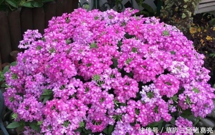 家养此款花卉,开花勤爱爆盆,花开香飘溢满屋,阳台变温馨花园