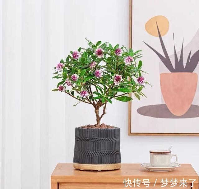 冬天家里气味难闻？就养这4种香味花，花香怡人，好看又好闻！