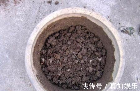 两个种植小秘诀,让您家里养茉莉花, 叶子油绿发光,花儿开满枝