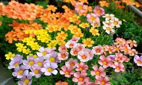 观赏价值|家里就养4种花,漂亮花期长,一年四季开不停,养护简单又漂亮!