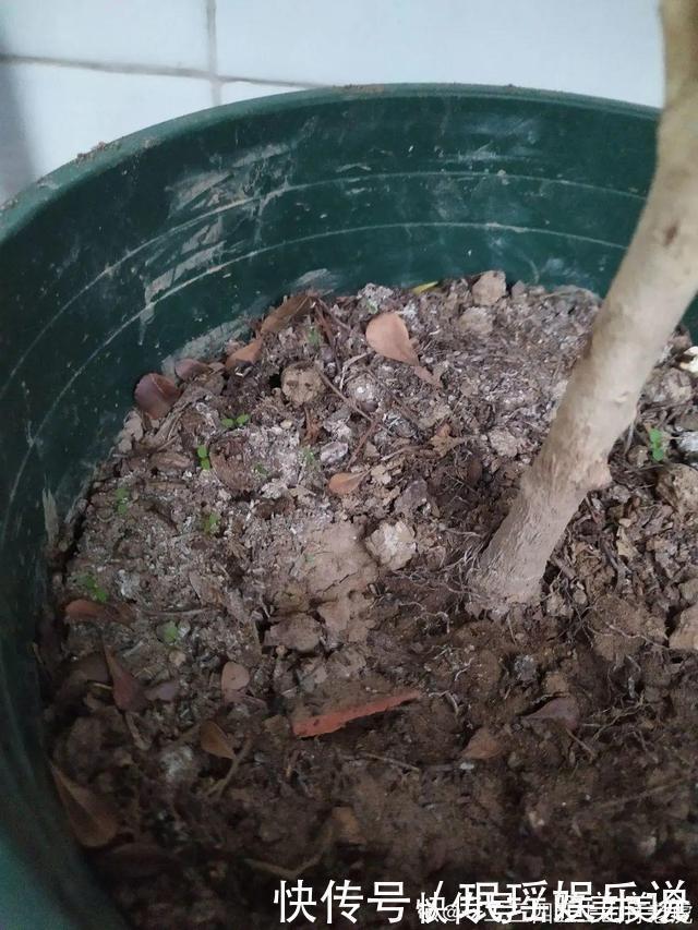 浇花|花盆里冒一层白霜，原来有大危害，抓紧清理