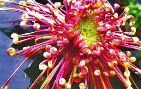 喜欢菊花,不如养盆“菊中珍品”,碧洁如玉,闭月羞花