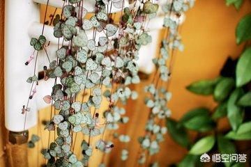 有哪些多肉不能晒太阳？