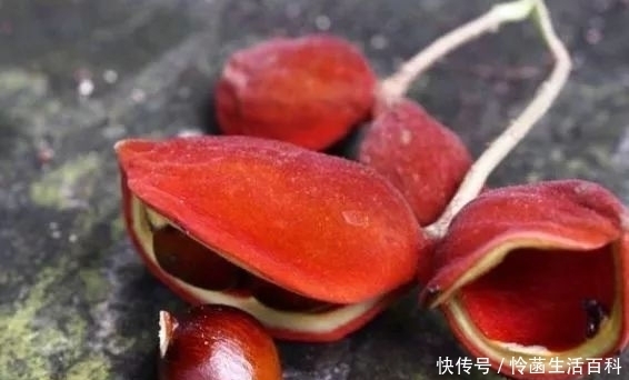 果实|长相似“栗子”的野果子,口感软糯香甜,用来炖鸡味道也不错