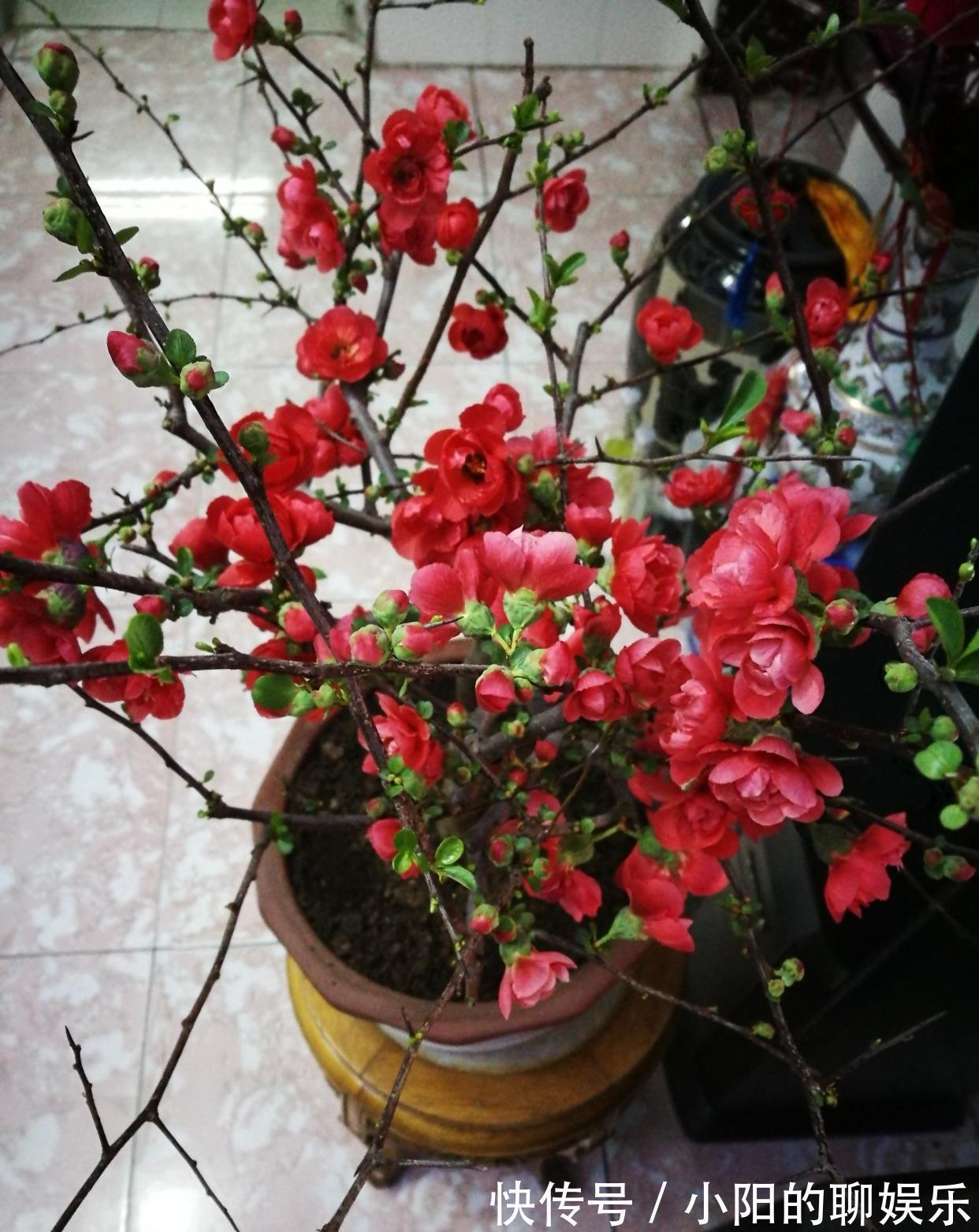 “寿命长”的11种花，好养寓意好，越养越值钱