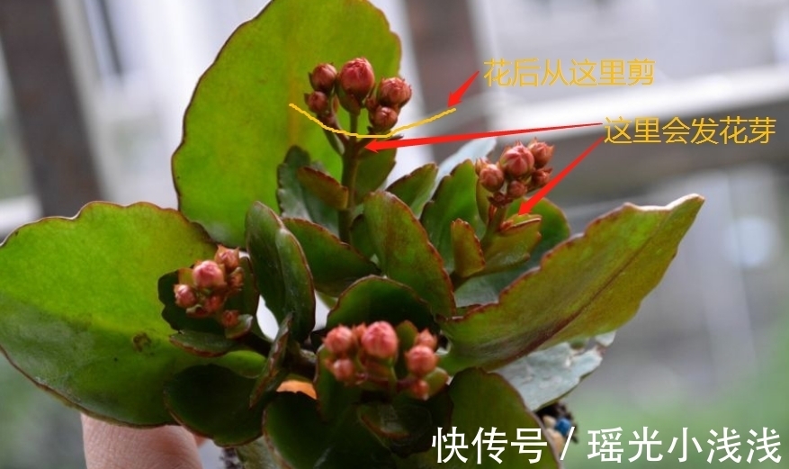 花市卖的长寿花,都满头花苞,原来是有“猫腻”,学学吧