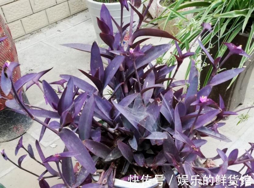 叶子|养什么花净化空气效果更好？盆栽这3款，漂亮好使，格外有格调