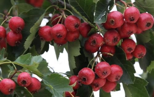 心血管疾病|血管变窄了怎么办?3种食物常吃,血脂不堆积,还能预防脑梗