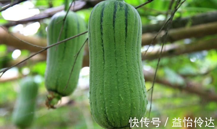 祛湿|湿气不除百病生, 常吃这几种食物, 帮你祛湿排毒, 身体更健康