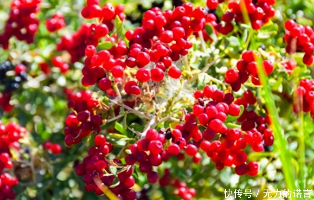 会吃的人最健康,3种食物不能少,排毒养颜,有益长寿