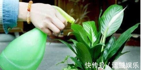 “一浇水”花就黄叶、烂根,学会3个方法,放心浇水,叶绿朵花艳