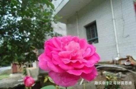 房屋|俗语“房前不栽树,屋后不种花”,什么意思有道理吗