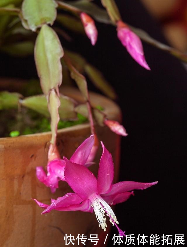 冬天花草别乱买,投资这几种,花期长,还很好养!