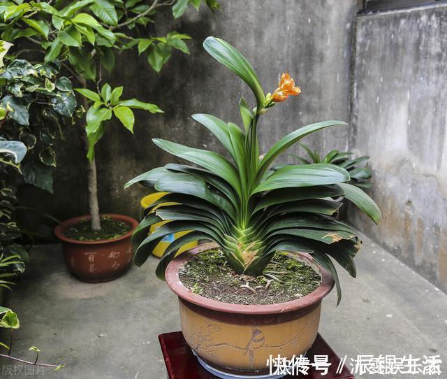 温差|让君子兰开好花的“钥匙”,就握在你手里,它的“构造”很简单