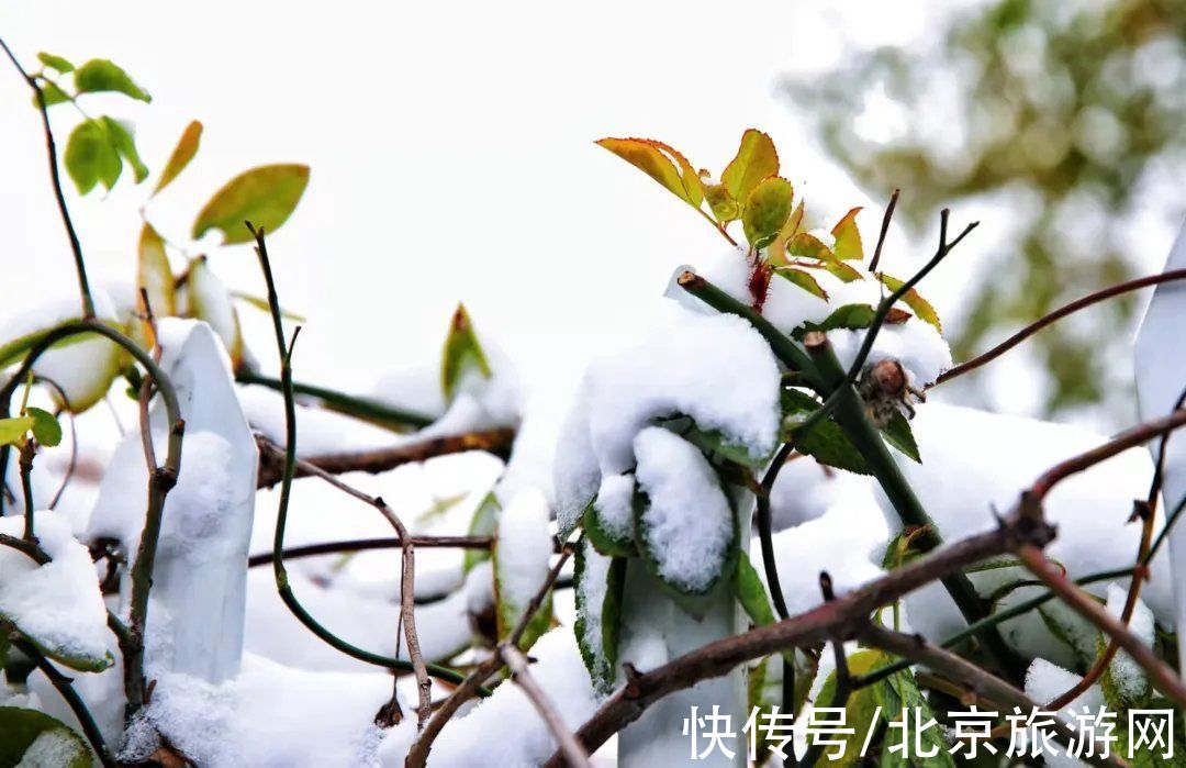 白雪世界|雪色与秋色荟萃出自然之美！