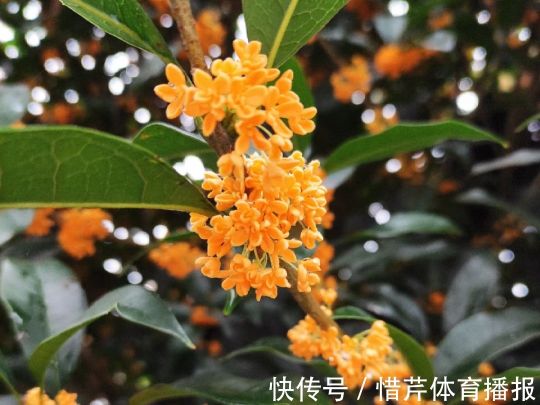 9个开花劳模,施肥不能停,不然越养越差劲