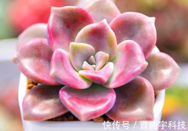 入夏养多肉首选''4种''，好养易度夏，2年成“老桩”，高档又霸气！