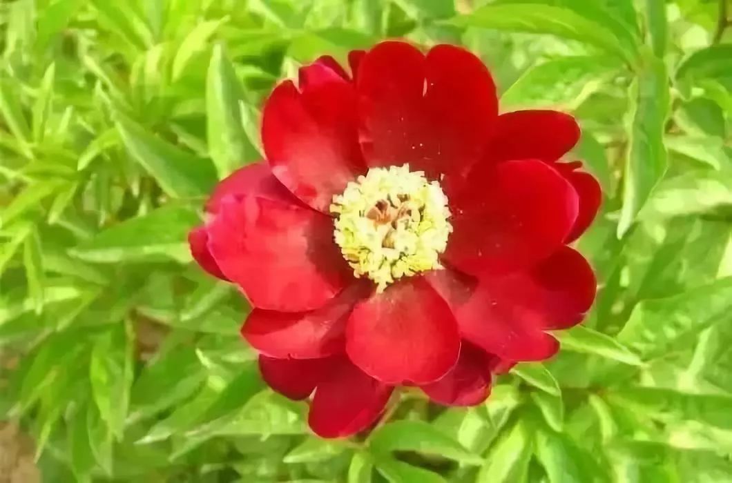 珊瑚台|牡丹盛开！盛况空前，绝对罕见，太美太漂亮了！