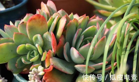 20种多肉推荐给大家,美图美肉,那种多肉你最喜欢