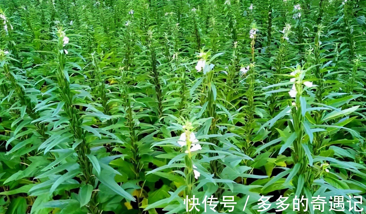 瘦肉汤|南方吃种子，北方却把叶子当成极品野菜！