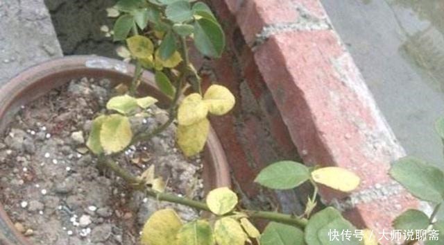 腐叶土|4种土，宁可扔了也别养花，不然累死也养不好！