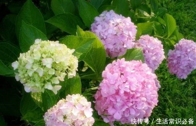 有小院子就养这4种花,花美、耐阴好养,种1棵,开花一大片!